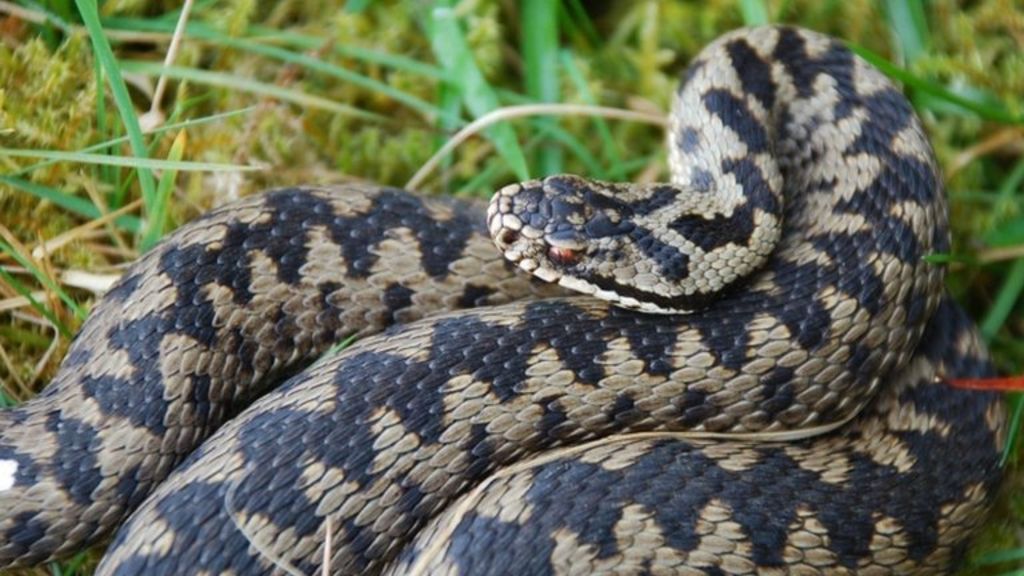 Wales adder bite hotspot, says National Poisons Information Service BBC News