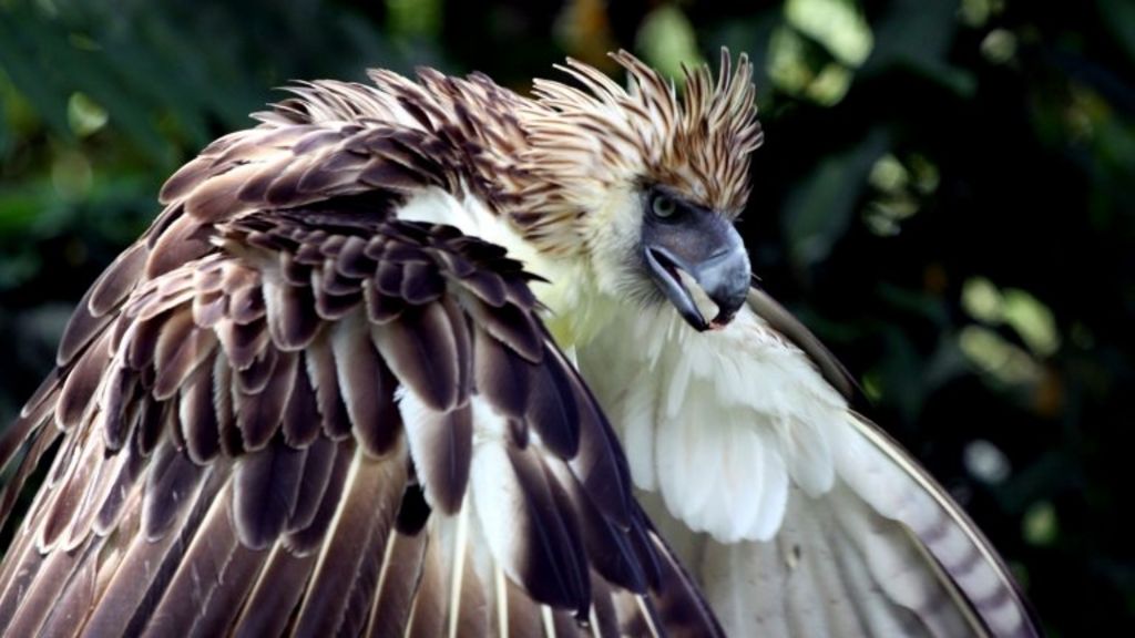 Philippine Farmer Fined For Shooting And Eating Rare Eagle Bbc News