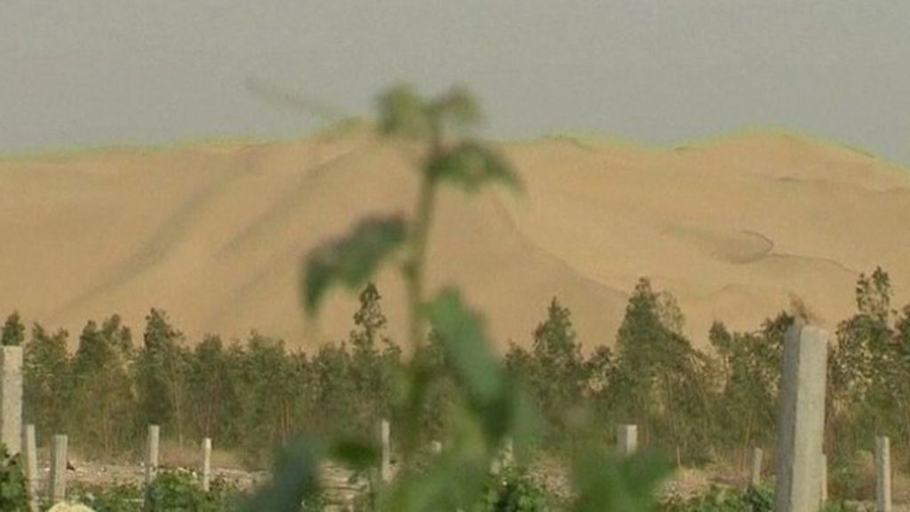 Chinese wine producers who bury their vineyards in the Gobi desert