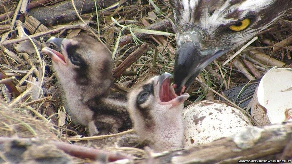 osprey exmouth