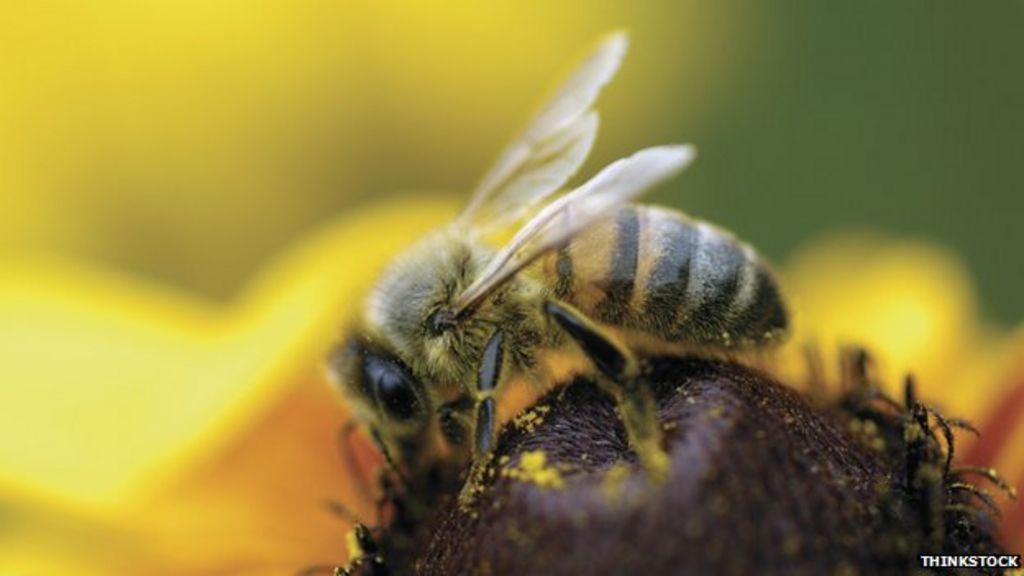 A Point of View: On bees and beings - BBC News