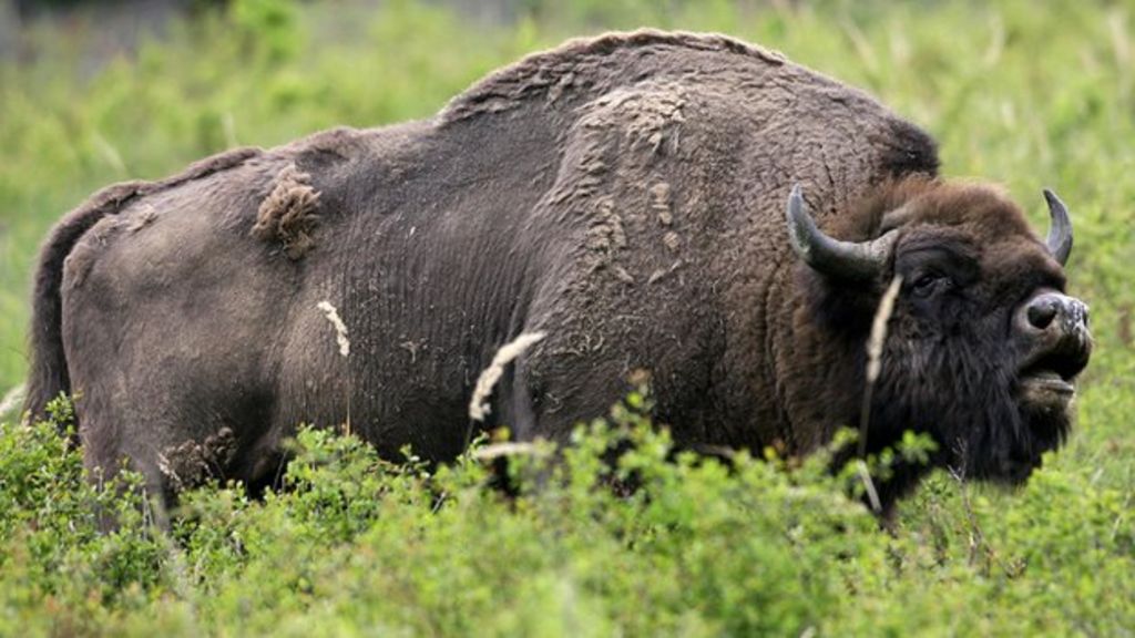 Anbefalede par champion Denmark's Bornholm island gets rare bison from Poland - BBC News