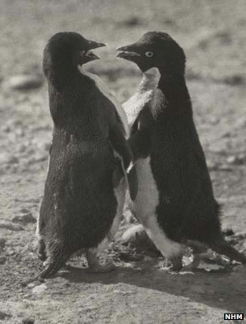 Depraved Sex Acts By Penguins Shocked Polar Explorer Bbc News 