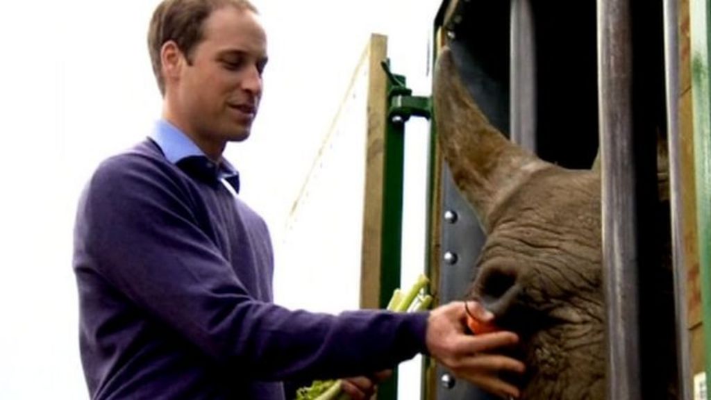 Prince William speaks out against rhino horn illegal trade BBC News