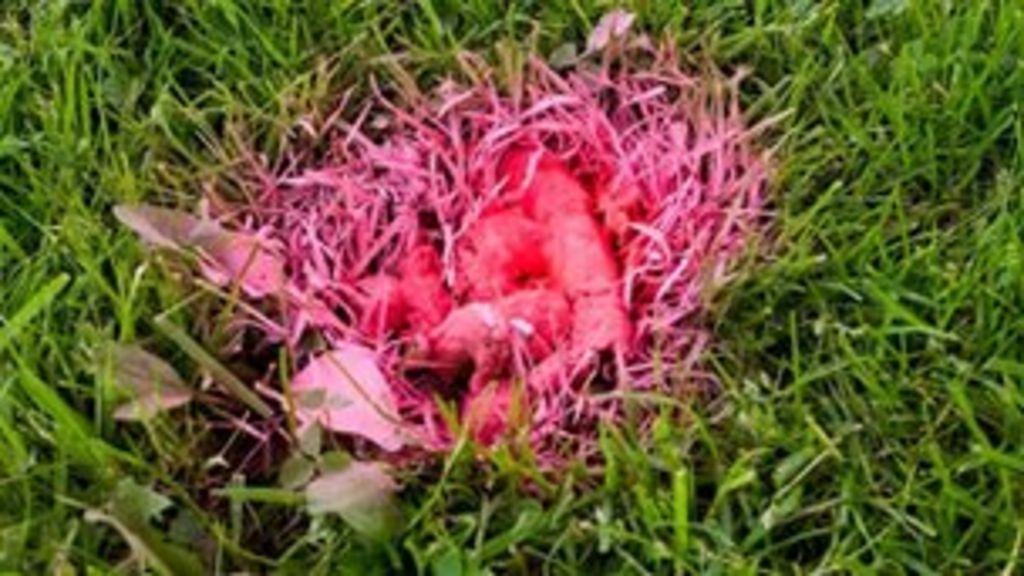 Dog mess to be spraypainted pink by West Dunbartonshire Council BBC News