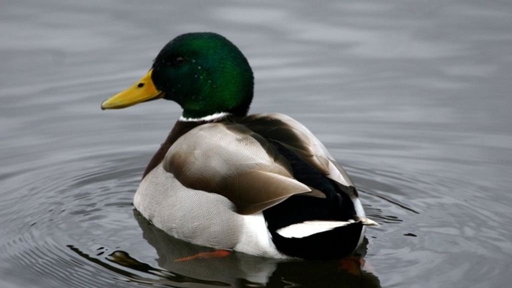 Noisy ducks man from Whitchurch, Cardiff, fined BBC News