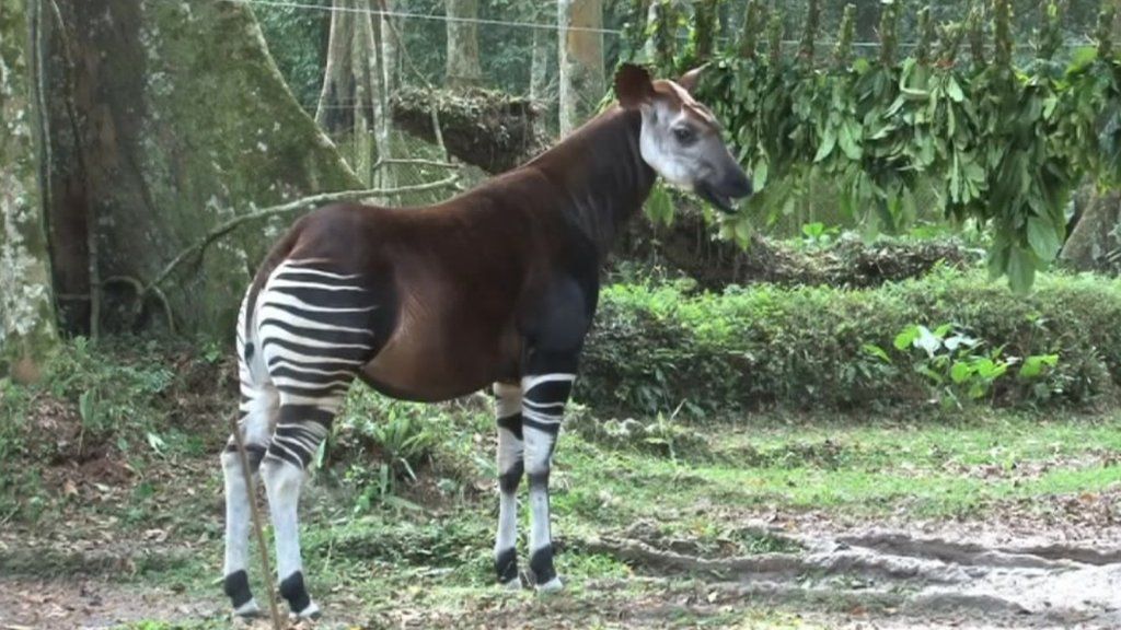 Okapis and conservationists killed by DRC rebels - BBC News