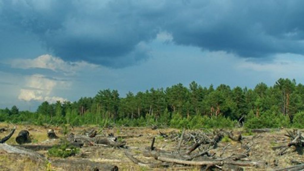 Chernobyl's radioactive trees and the forest fire risk BBC News