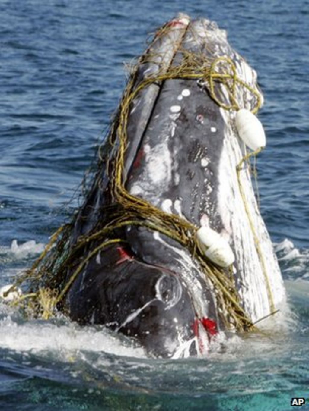 Whales Snared In Ocean Debris Bbc News 