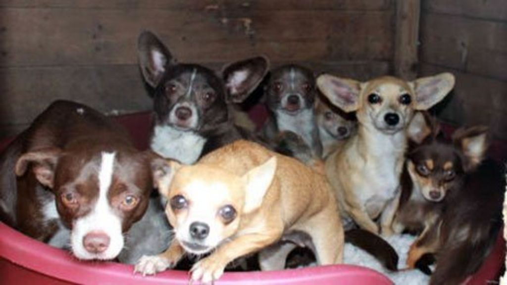 Grovehill Animal Shelter rescues 30 dogs BBC News