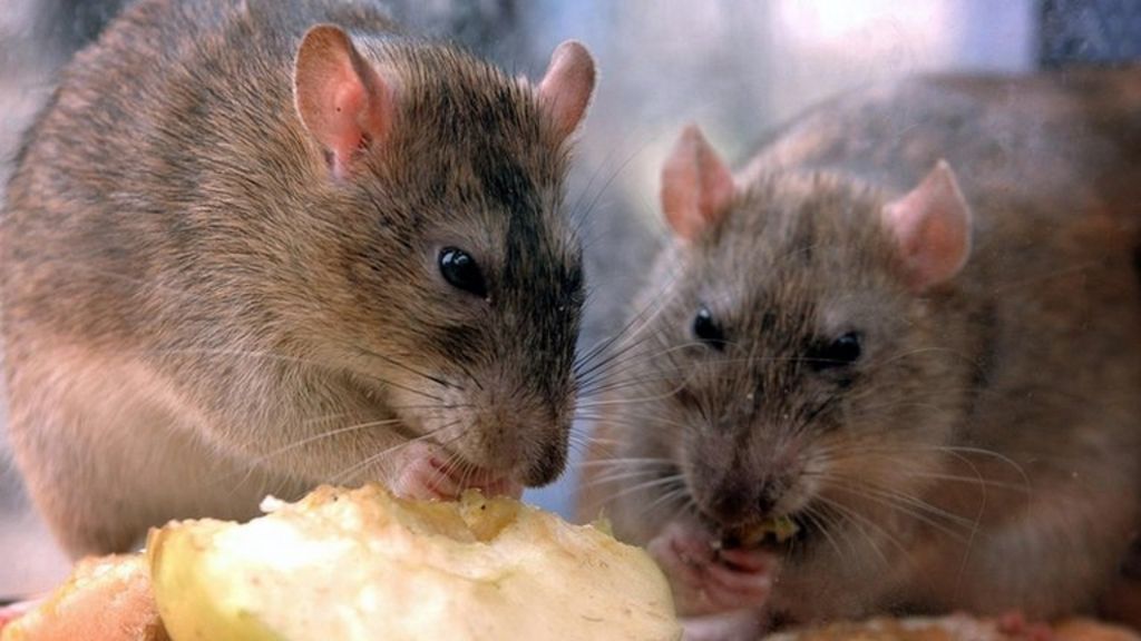 Rat warning as floods flush out pests BBC News