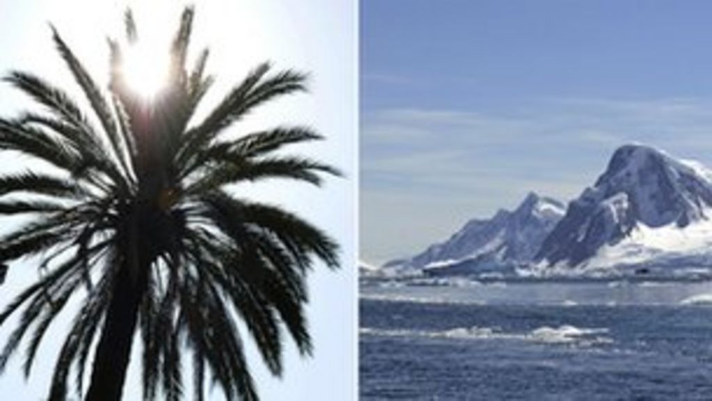 Fossilised pollen shows palm trees grew on Antarctica BBC News