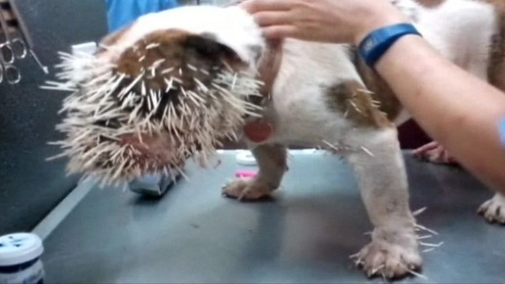 Bulldog's sharp encounter with porcupine BBC News