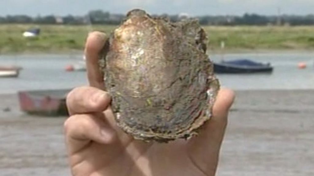 Thames Estuary oyster beds close as numbers plunge BBC News