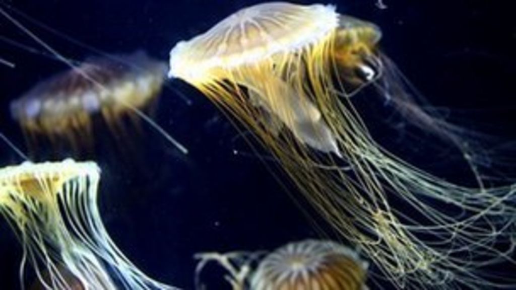 More Scottish jellyfish as temperatures rise BBC News