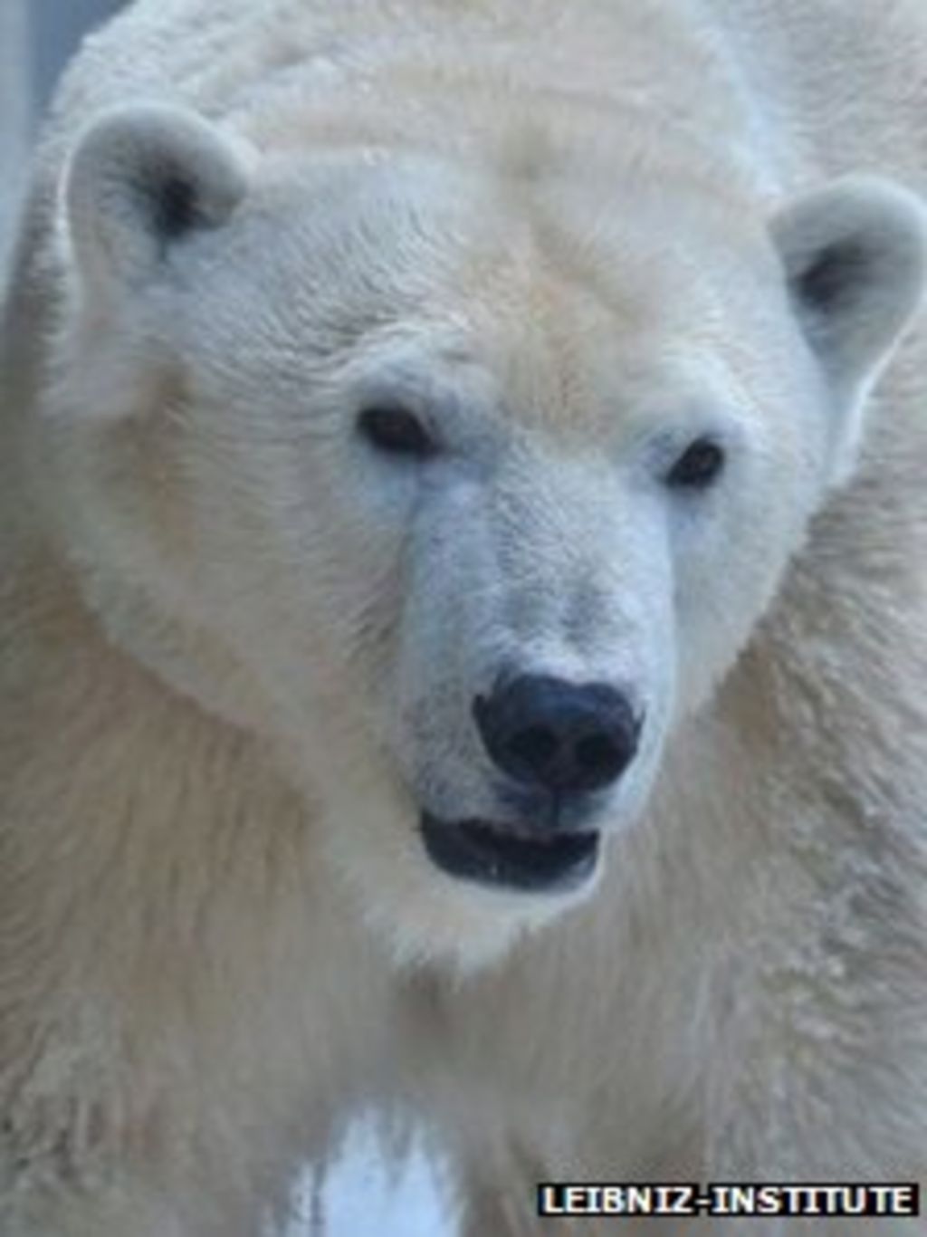 Zebra virus kills polar bear in German zoo BBC News