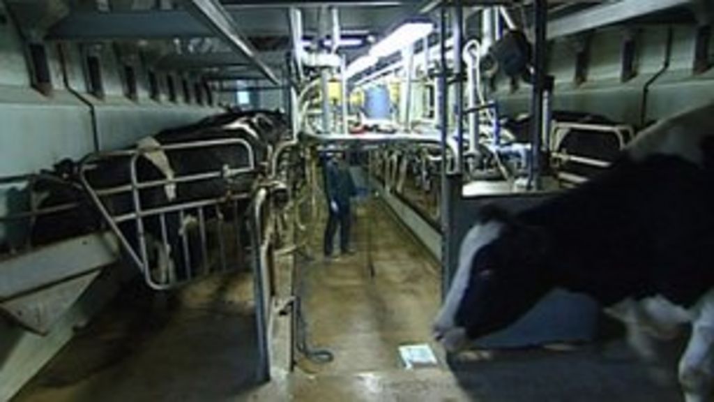 Isle of Wight farmers want more island milk sold BBC News