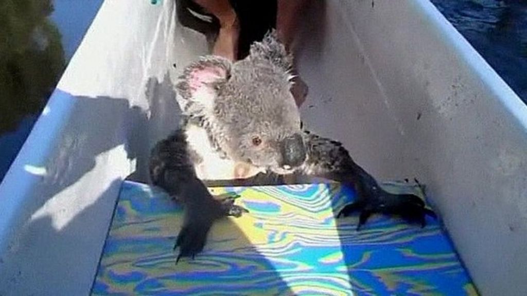 Koala surprises canoeists by hitching ride in Australia BBC News