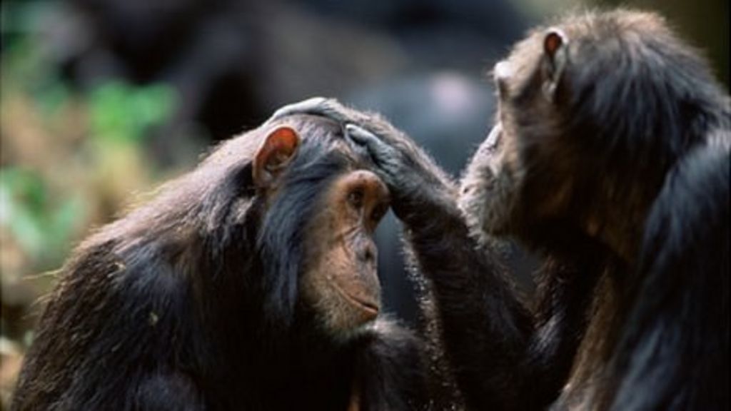 https://ichef.bbci.co.uk/news/1024/media/images/62548000/jpg/_62548095_gombe_chimpanzeegrooming.jpg