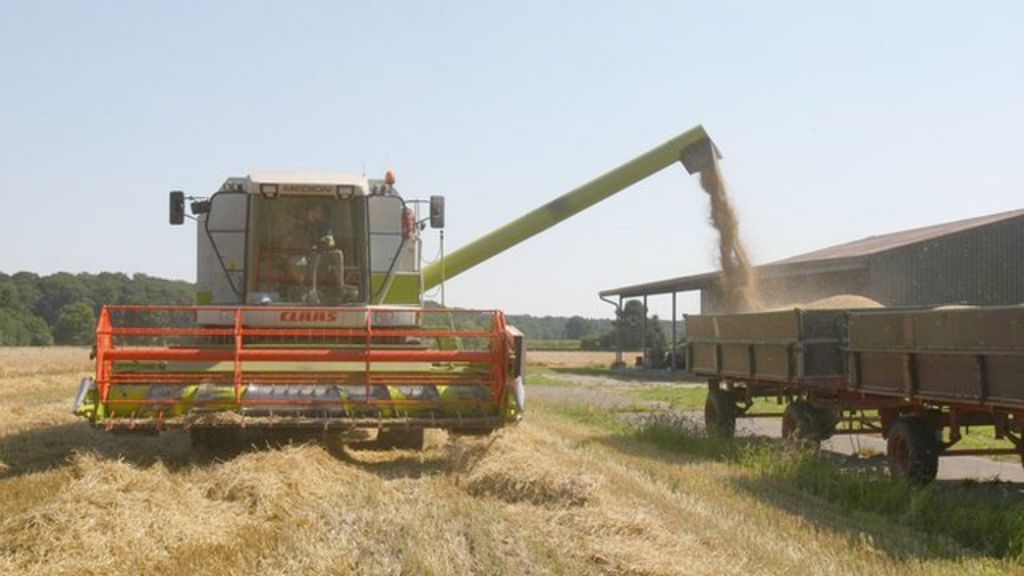 Biofuel crops transform German farming - BBC News