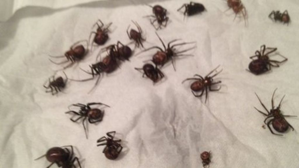 Venomous spiders found in Swindon family's home - BBC News