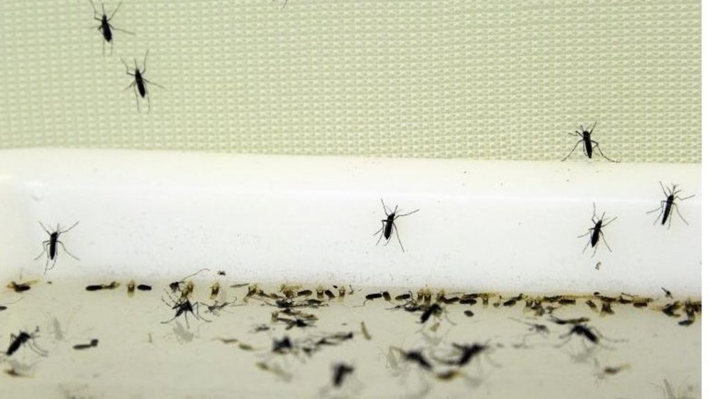 Death prompts Greece dengue scare - BBC News