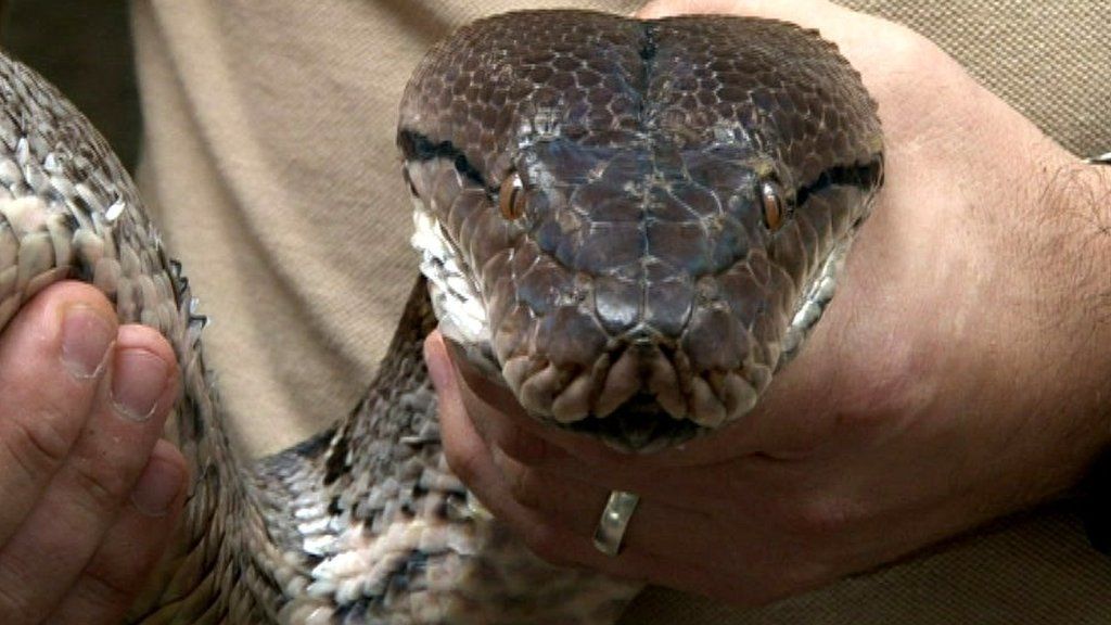 Ultrasound scan on giant python Bali in Chester Zoo BBC News