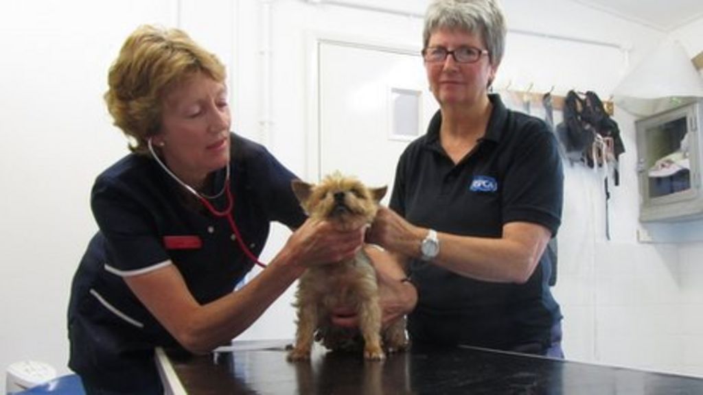 Ipswich RSPCA vets clinic's rise in benefit claimant clients BBC News