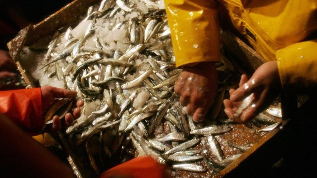 Call to freeze fishing in Europe to replenish stocks BBC News