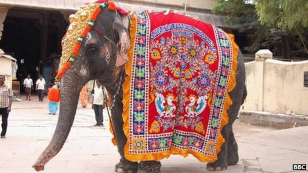 Obese Elephants In Tamil Nadu Given Slimming Help Bbc News