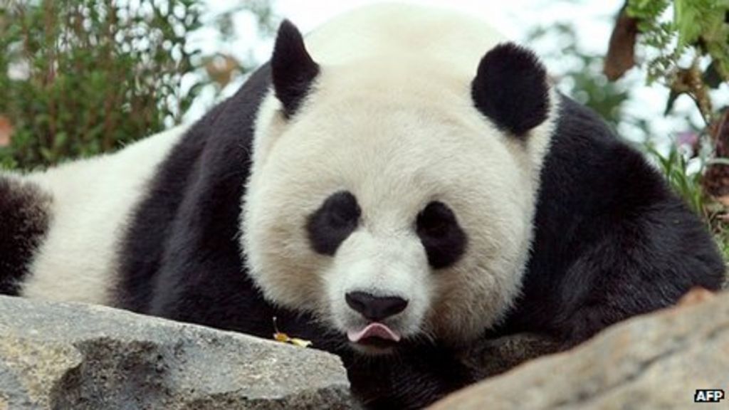 Panda cub dies at Washington's National Zoo - BBC News