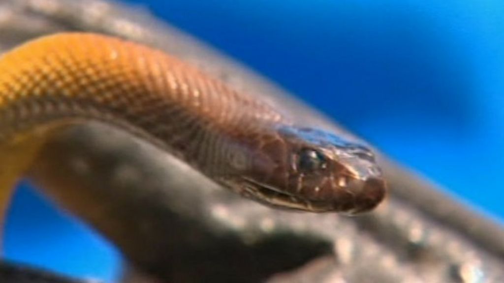 Australian Teenager Bitten By Most Venomous Snake - BBC News