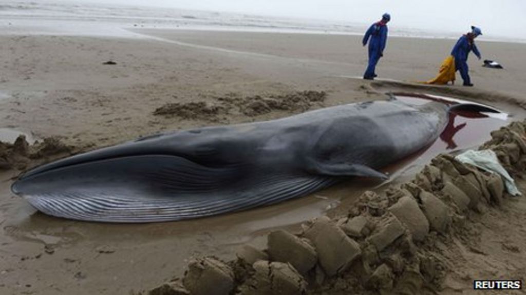 Whale found on Northumberland beach was unusual species - BBC News