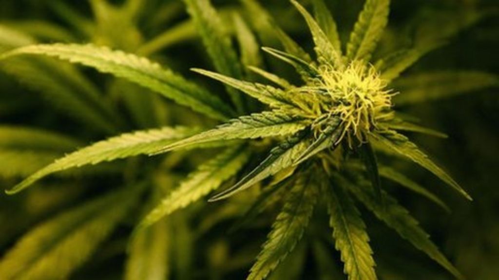 Compound Similar To Cannabis To Be Tested On Cancer Patients BBC News