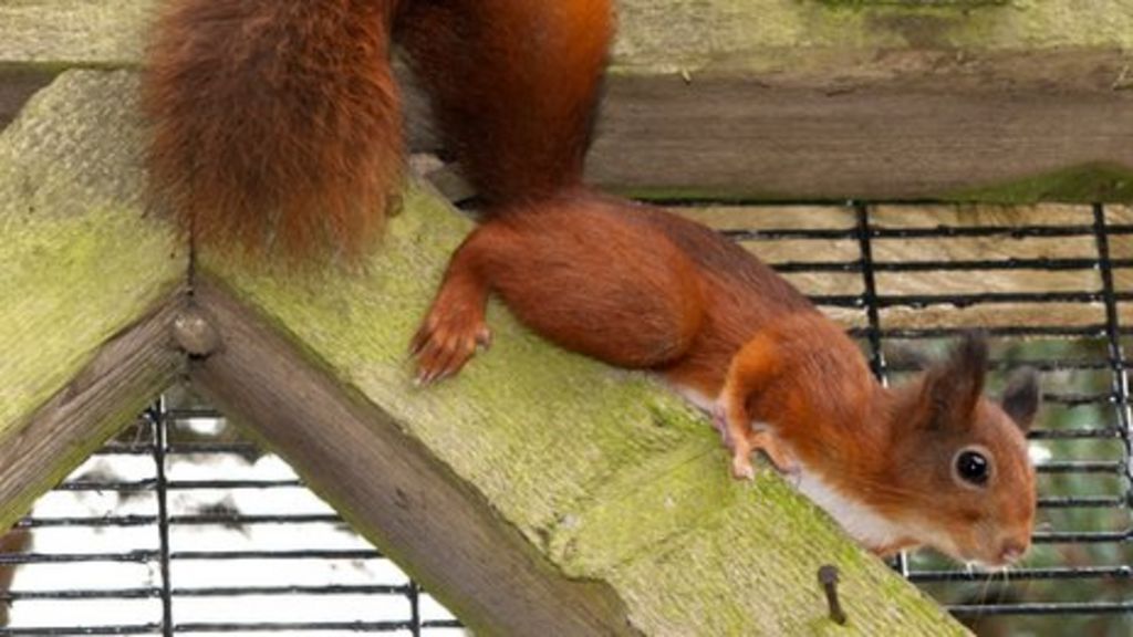 Red squirrel mate found for lonely Norfolk male - BBC News