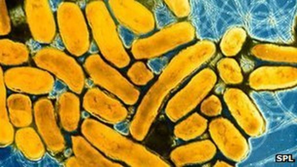 Salmonella in Netherlands and US from Dutch smoked fish BBC News