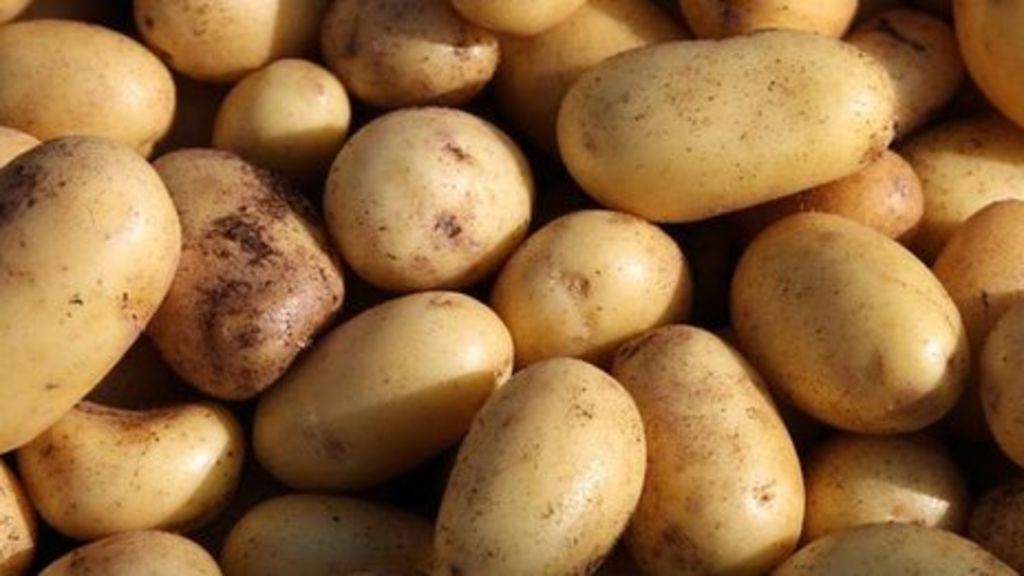 Jersey Royal potato exports fall BBC News Jersey Royal potato exports fall BBC News