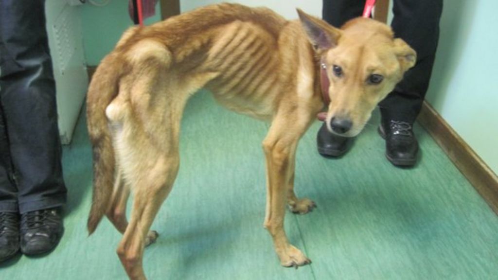 Edward Mcneill Sentenced Over Emaciated Dog Snoop Bbc News