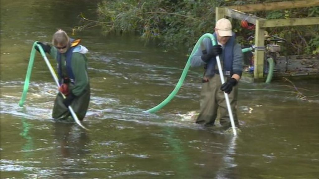 Gravel cleaning at Langford Lakes to encourage salmon BBC News