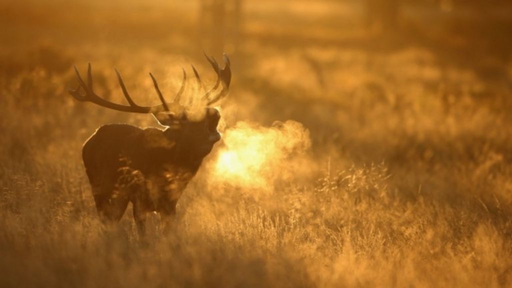 Assynt Red Deer Cull Defended By John Muir Trust Bbc News
