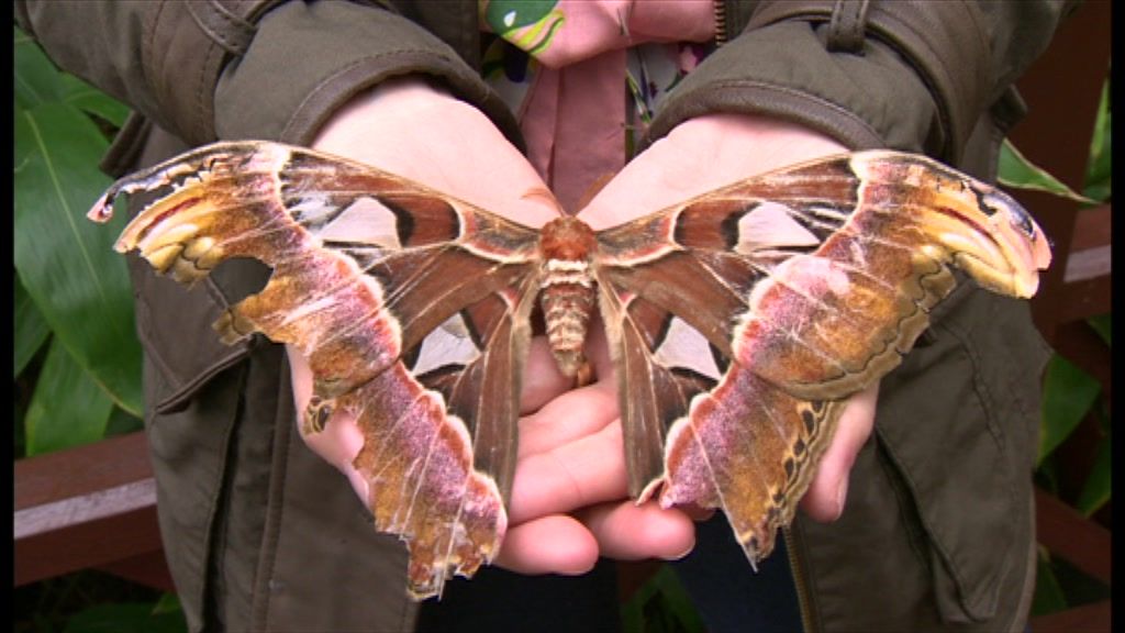 giant-atlas-moth-found-on-windowsill-in-ramsbottom-bbc-news