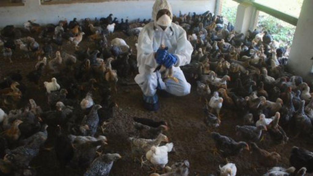 India Fresh Bird Flu Outbreak In Bangalore Bbc News