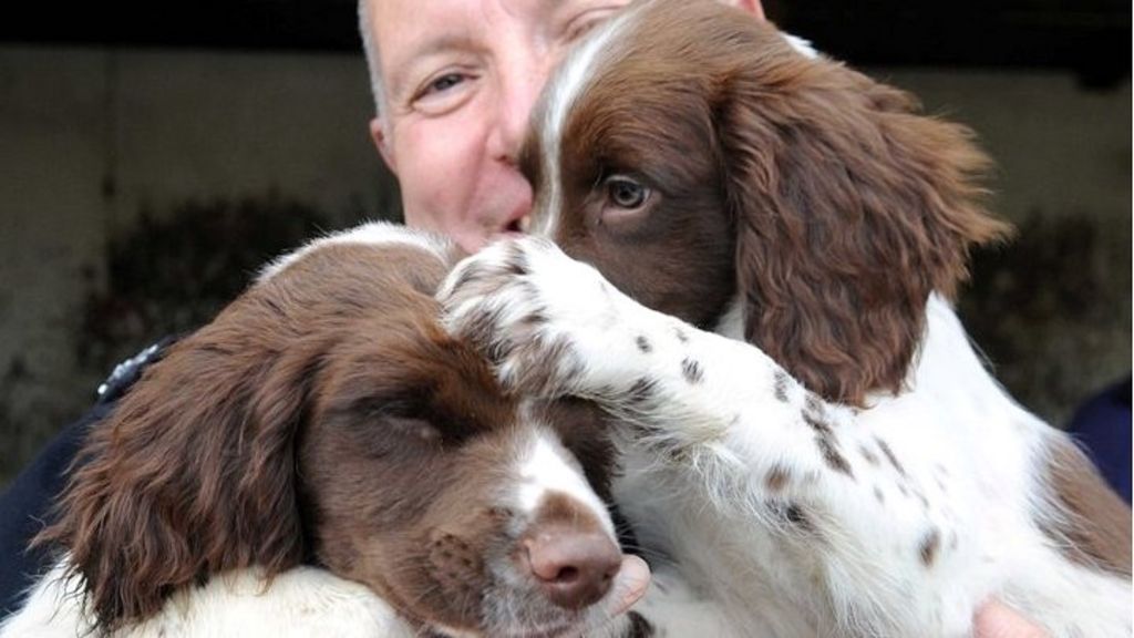 South Wales Police dog school Training the canine cops BBC News