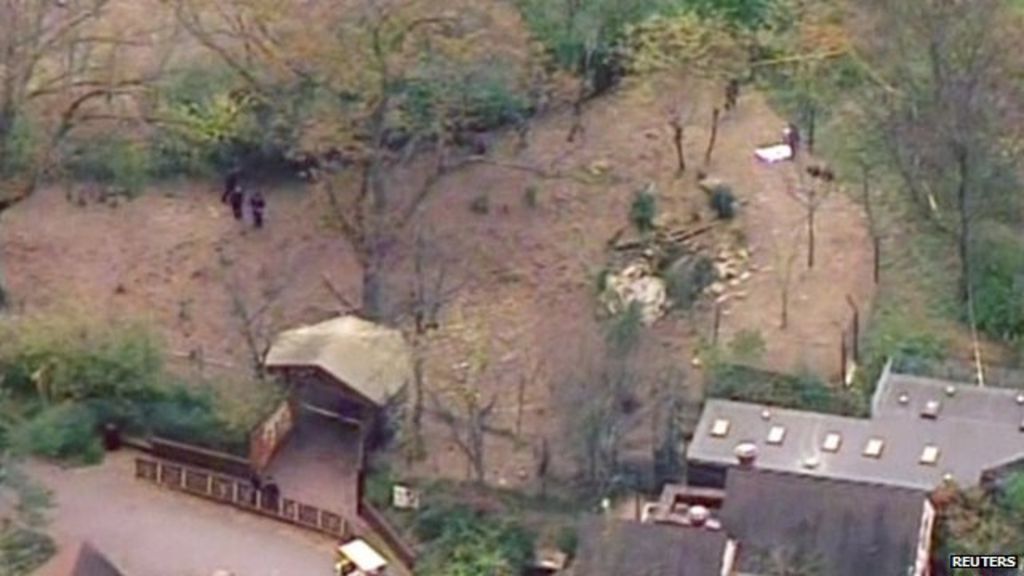 Child killed in African wild dogs pen at Pittsburgh zoo BBC News