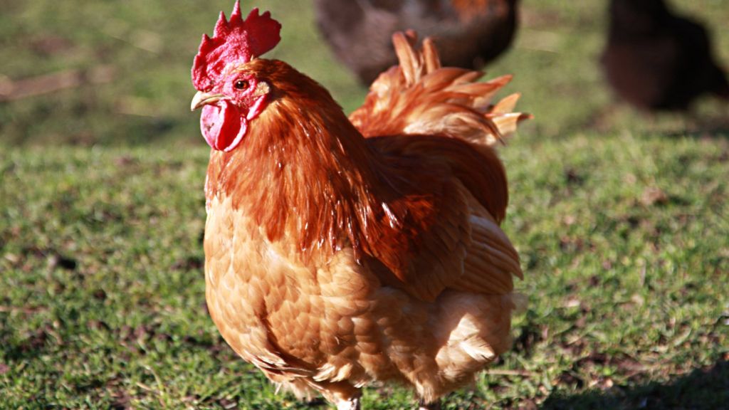 Faccenda chicken factory smell leads to legal action BBC News