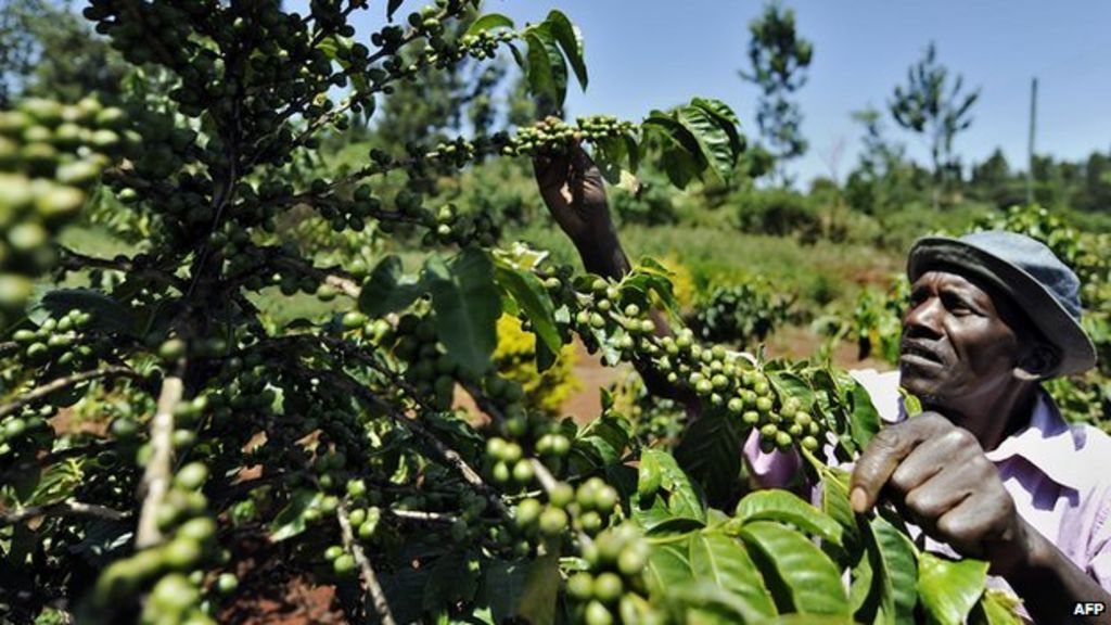 climate-change-threat-to-arabica-coffee-crops-bbc-news