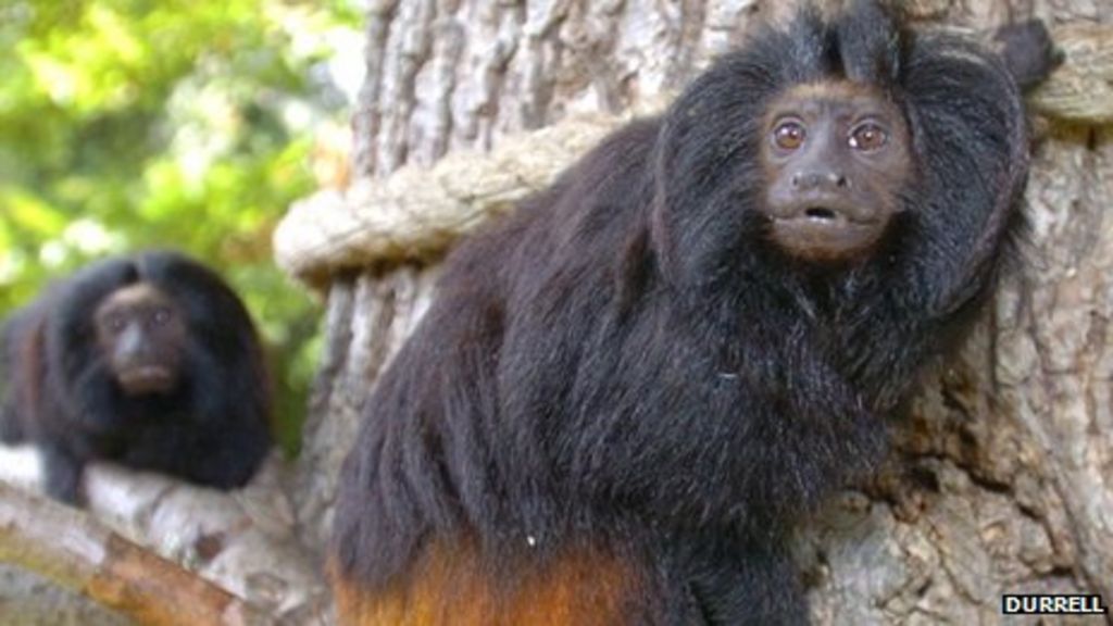 Durrell monkey on new BBC Attenborough show - BBC News