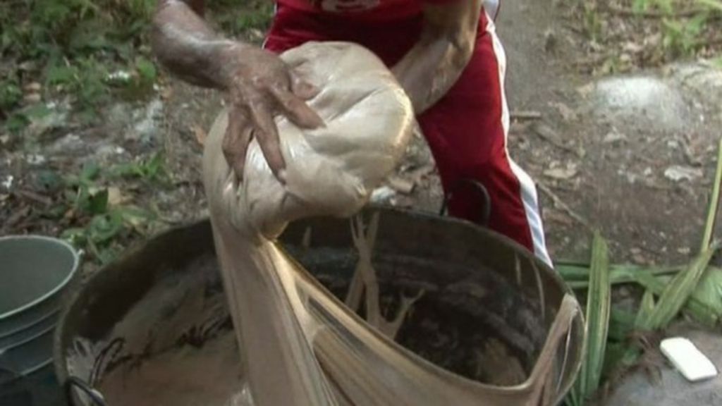 How to make organic chewing gum the Mayan way BBC News