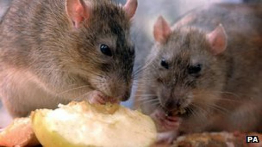 Sleaford Duck Feeders Given Rat Warning By Council Bbc News
