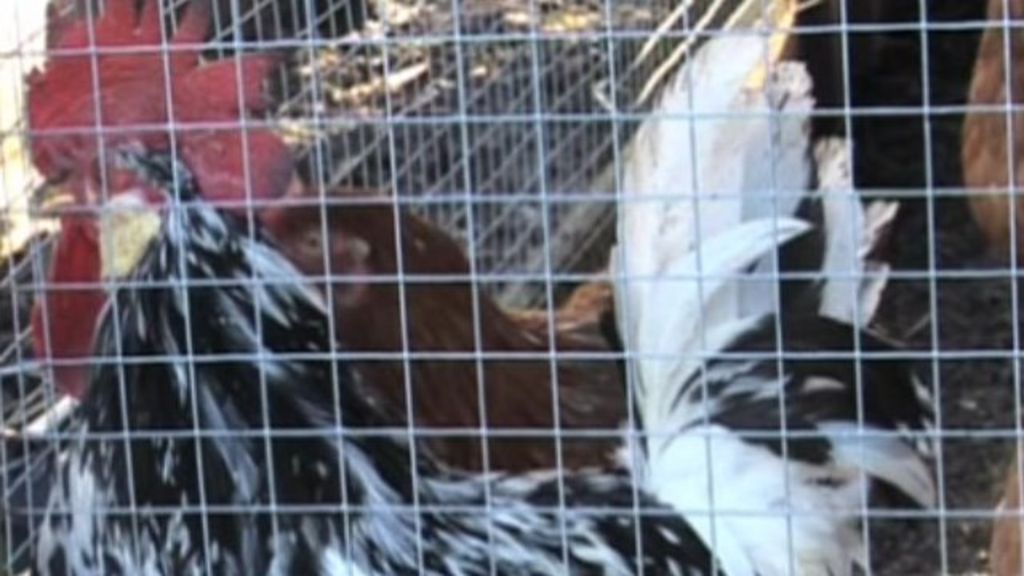Noisy cockerel saved by villagers BBC News